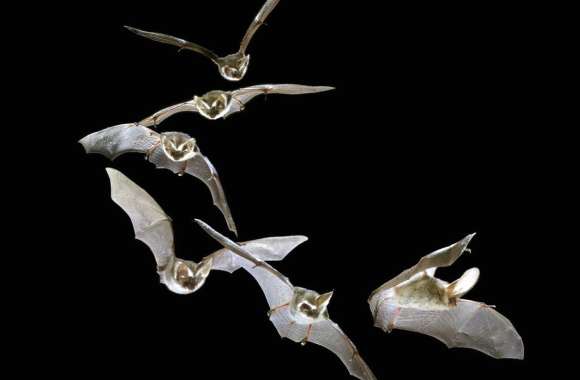 Majestic Bats in Flight