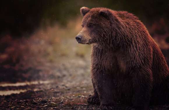 Majestic Bear in Solitude