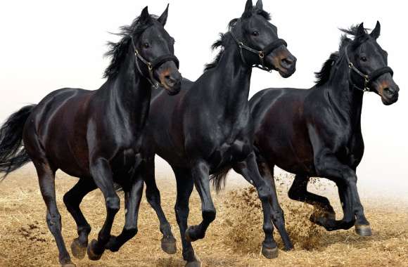 Majestic Black Horses - wallpapers hd quality