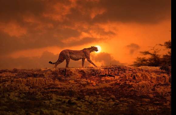 Majestic Cheetah at Sunset -