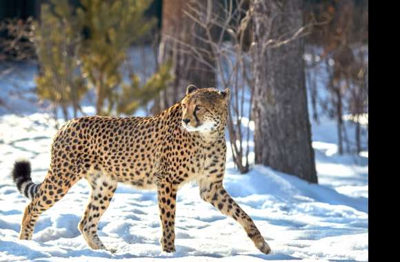 Majestic Cheetah in Snow -