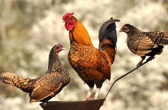 Majestic Chickens -