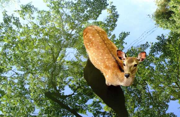 Majestic Deer Reflection in Japan -