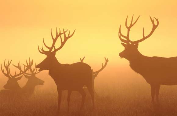 Majestic Deer Silhouettes -