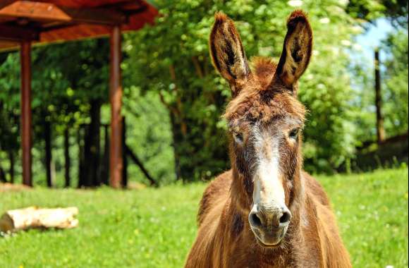 Majestic Donkey in HD