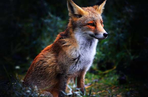 Majestic Fox wallpapers hd quality