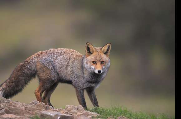 Majestic Fox in Focus —