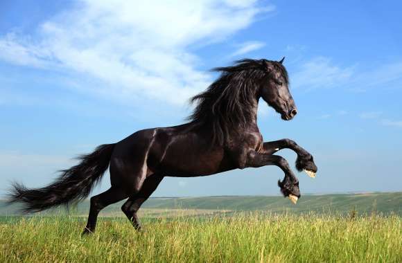 Majestic Friesian Horse in wallpapers hd quality