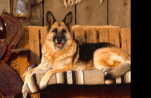 Majestic German Shepherd