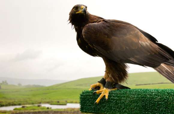 Majestic Golden Eagle