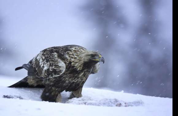 Majestic Golden Eagle in Winter