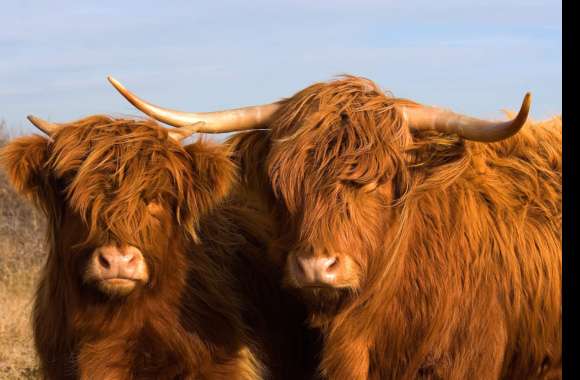 Majestic Highland Cattle