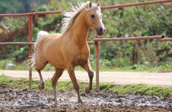 Majestic Horse