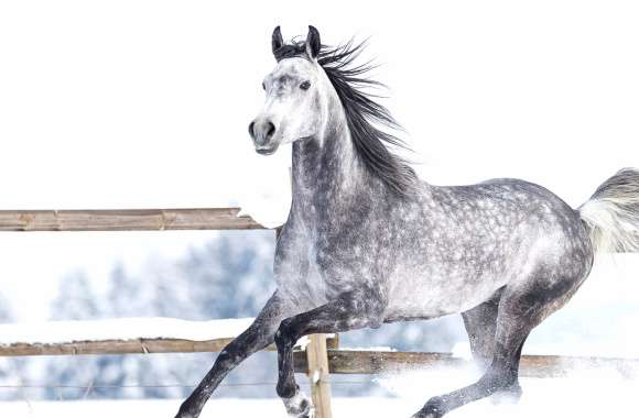 Majestic Horse in Snow -