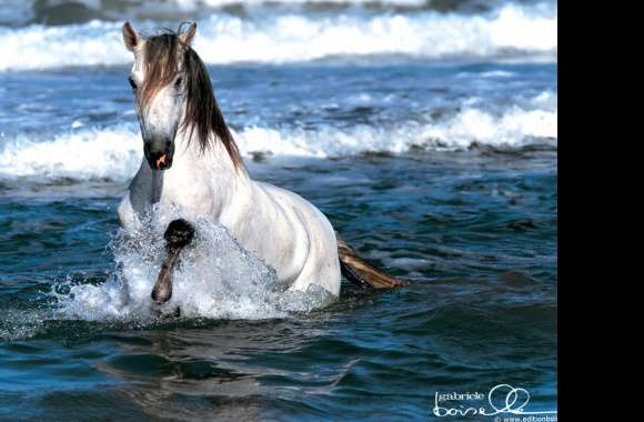 Majestic Horse in Waves - Stunning