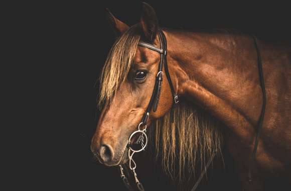 Majestic Horse Portrait -