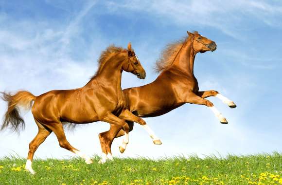 Majestic Horses in Motion -