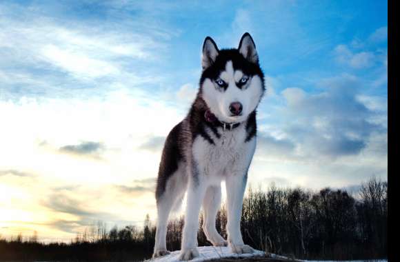 Majestic Husky wallpapers hd quality