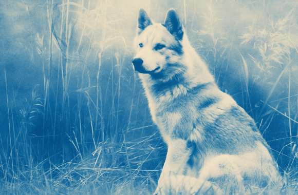 Majestic Husky Dog - Serene Blue Tone