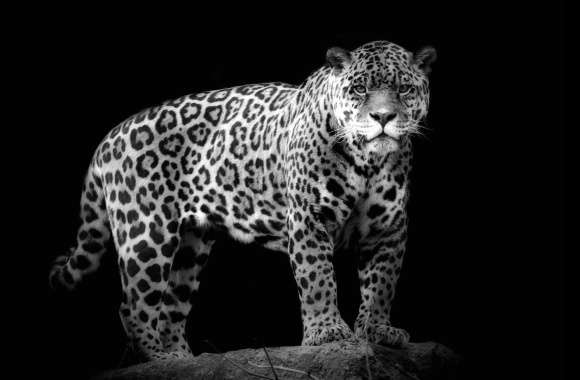 Majestic Jaguar wallpapers hd quality