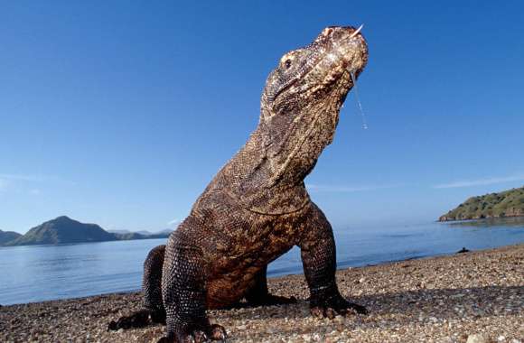 Majestic Komodo Dragon