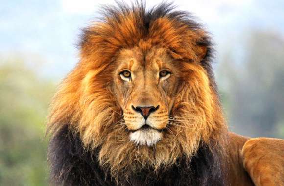 Majestic Lion -