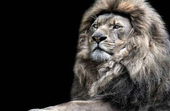 Majestic Lion Black & White Close-Up