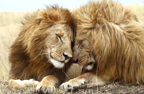 Majestic Lion Companionship - wallpapers hd quality