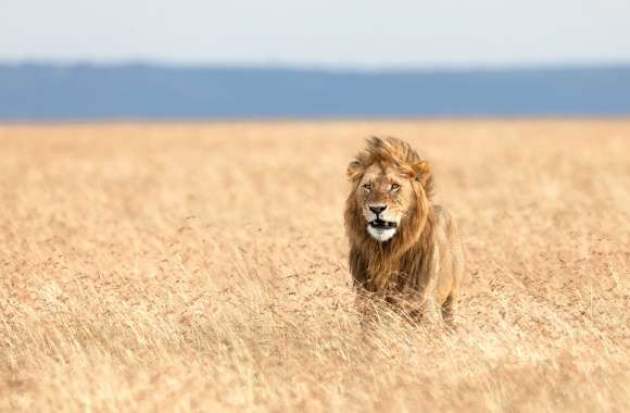 Majestic Lion in Focus -