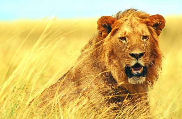 Majestic Lion in the Wild - wallpapers hd quality