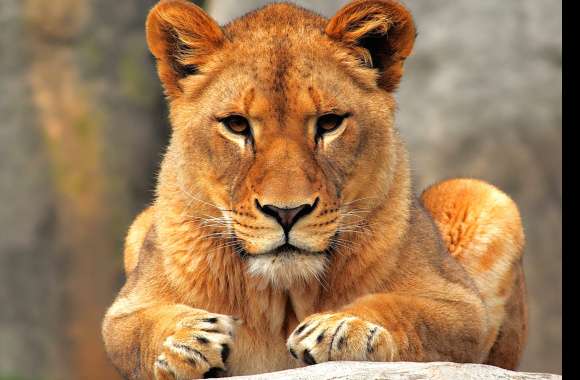 Majestic Lioness