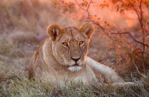 Majestic Lioness at Sunset -