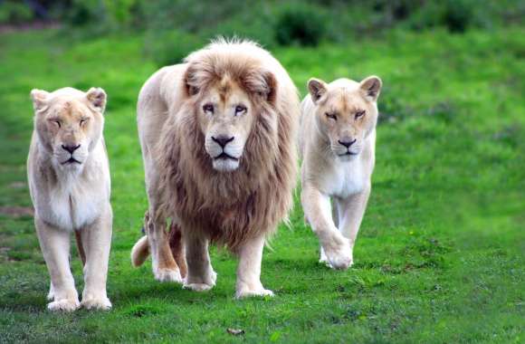 Majestic Lions