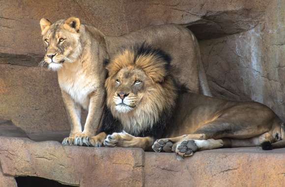 Majestic Lions Stunning for Animal Lovers