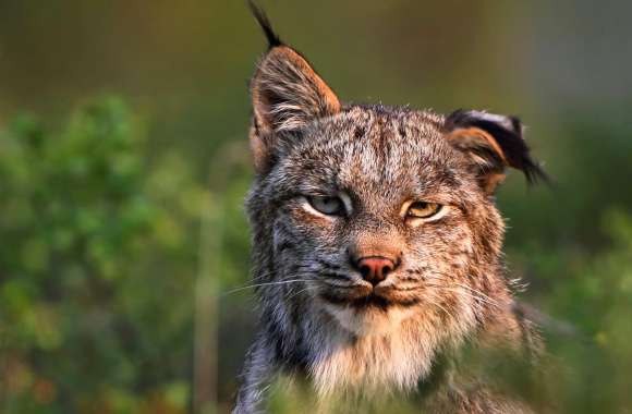 Majestic Lynx