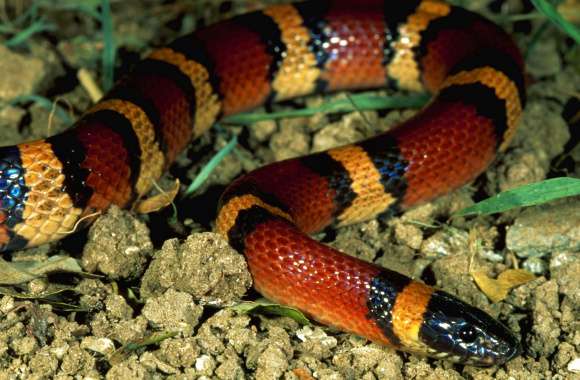 Majestic Milk Snake - HD Animal Wallpaper wallpapers hd quality
