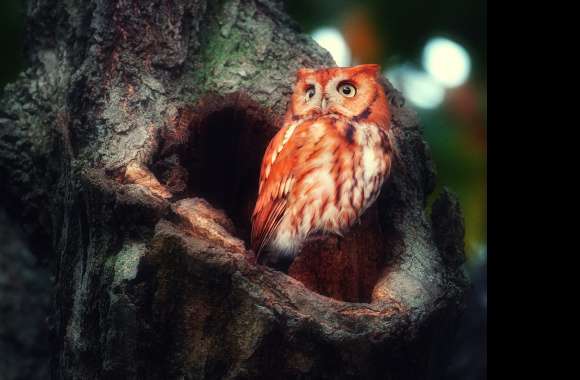 Majestic Owl wallpapers hd quality