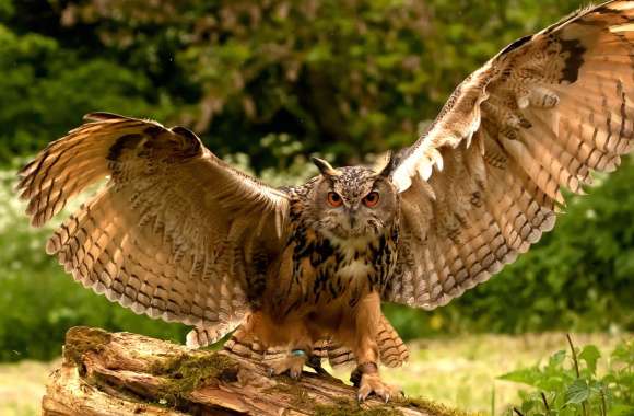 Majestic Owl A Stunning for Nature Lovers wallpapers hd quality