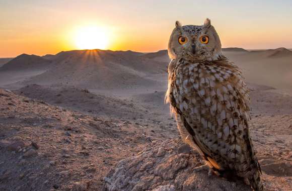 Majestic Owl at Sunrise -