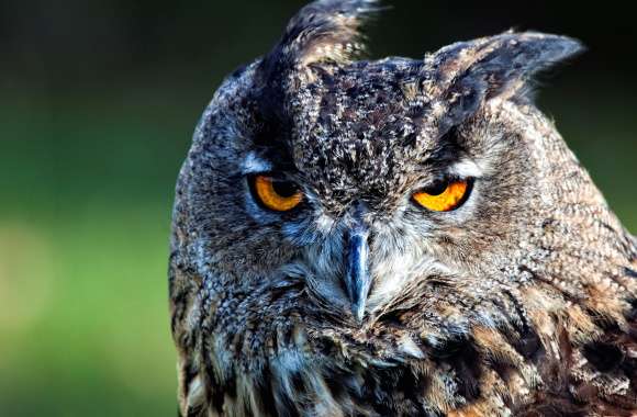 Majestic Owl Gaze -