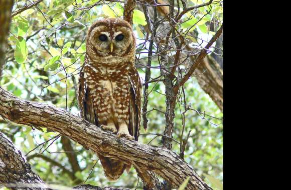 Majestic Owl in