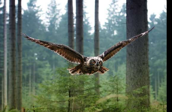 Majestic Owl in Flight -