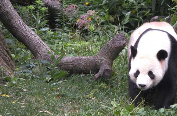 Majestic Panda in Nature - wallpapers hd quality