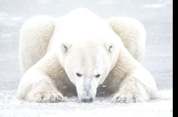 Majestic Polar Bear