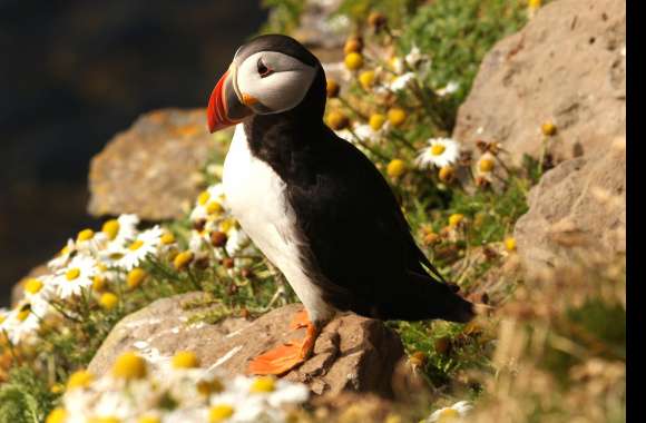 Majestic Puffin