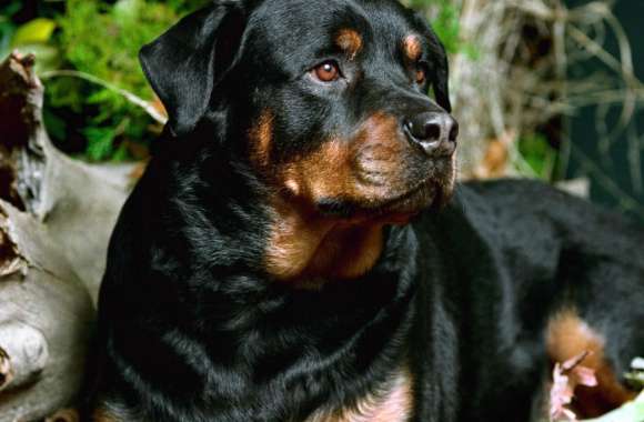 Majestic Rottweiler