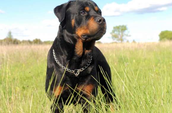 Majestic Rottweiler in Field -