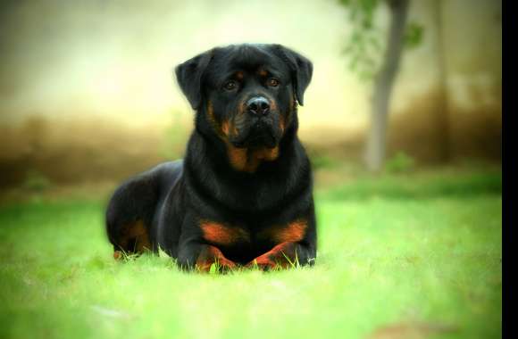 Majestic Rottweiler in HD