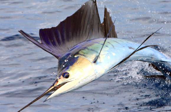 Majestic Sailfish wallpapers hd quality