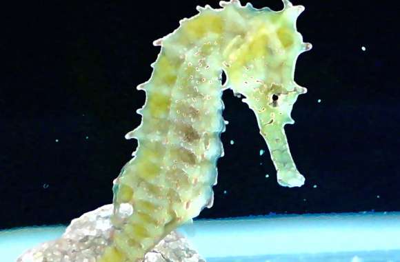 Majestic Seahorse in